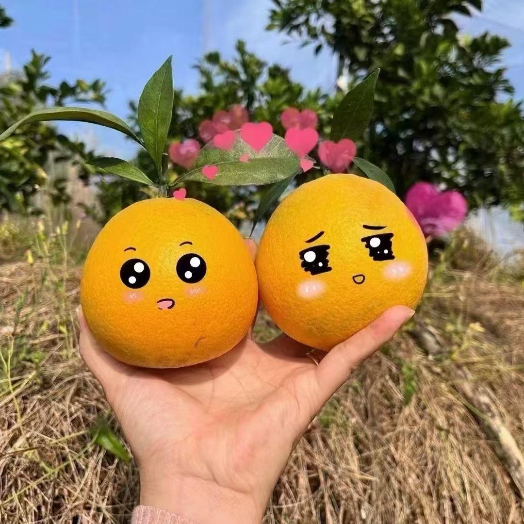 赣南脐橙产地直发