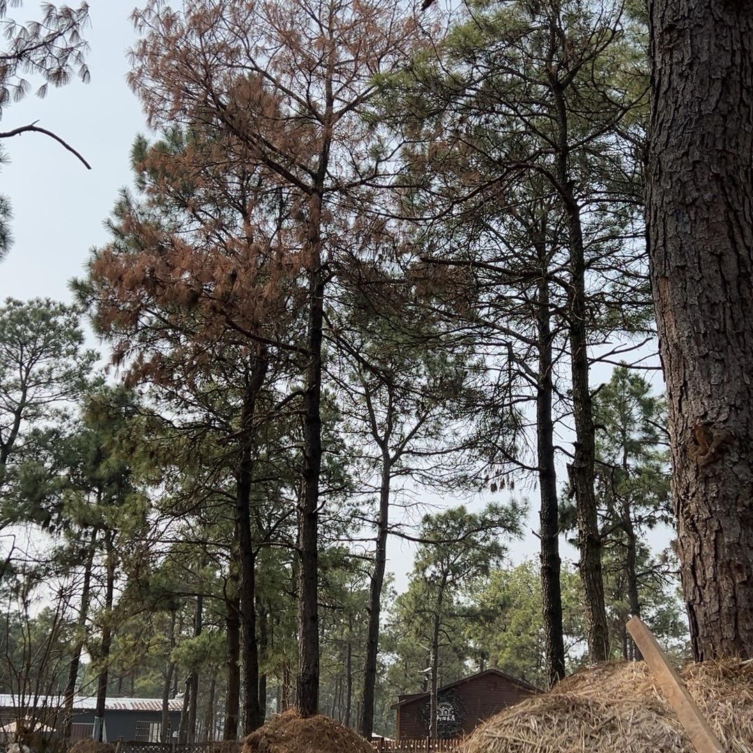 大福生鲜（鸽子 土鸡 鸭 鱼）