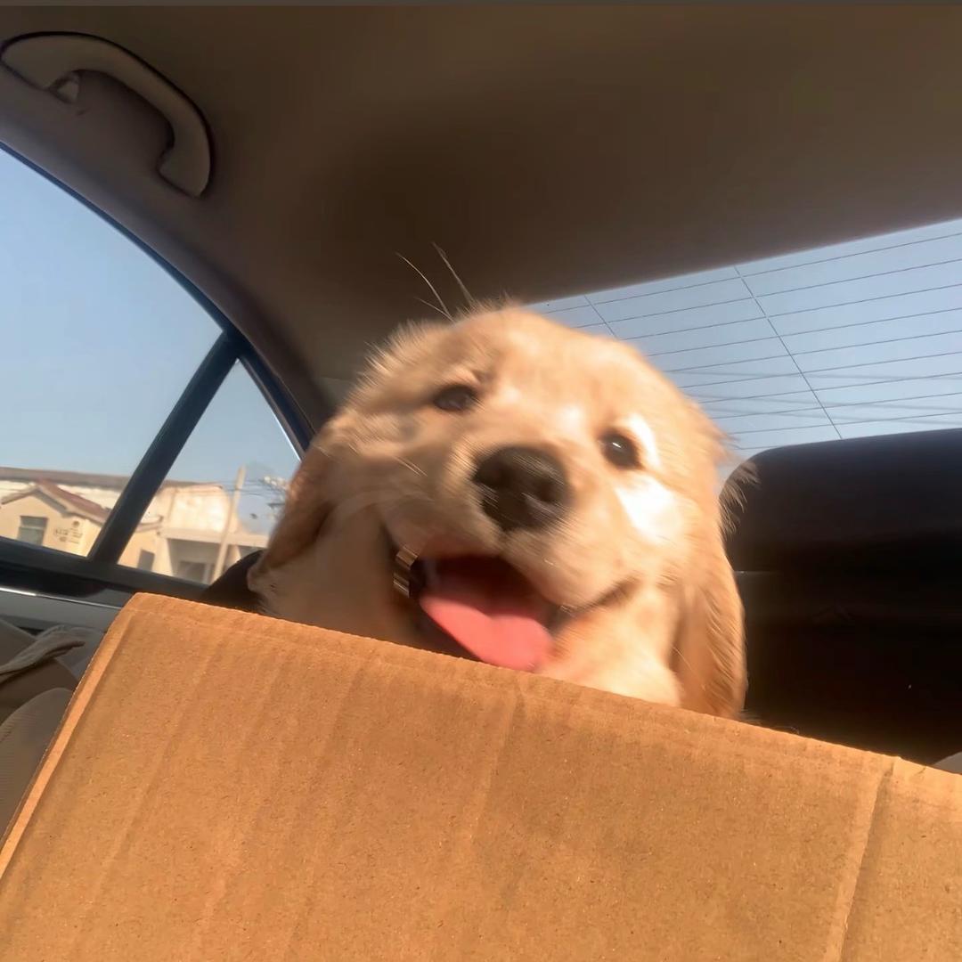 cs2 jovial（乔维尔）