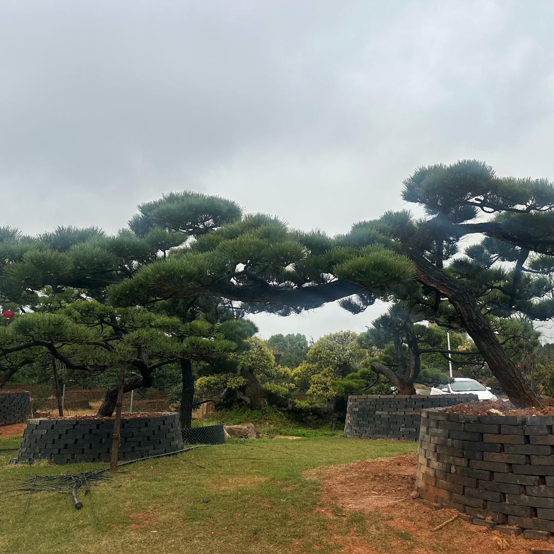 松柏基地