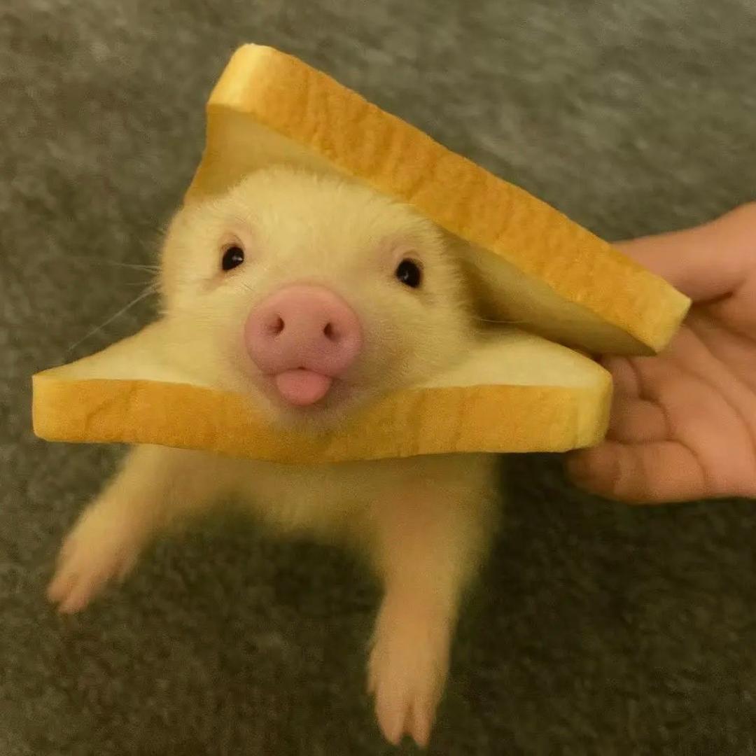 吱唔猪- ᆺ -