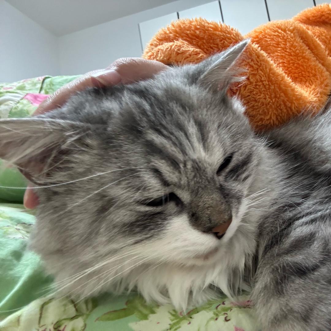 菲菲大王≧▽≦