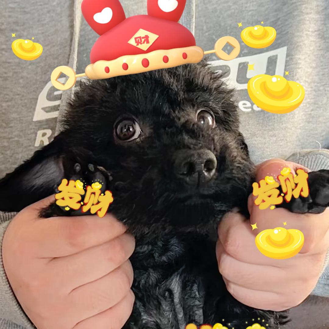 这只黑泰迪叫富贵🐾