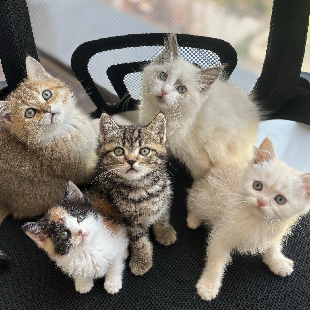 办公室养猫日常