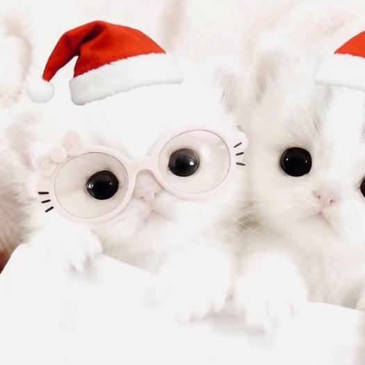 女王殿下的爷爷养的狗的弟弟的主人