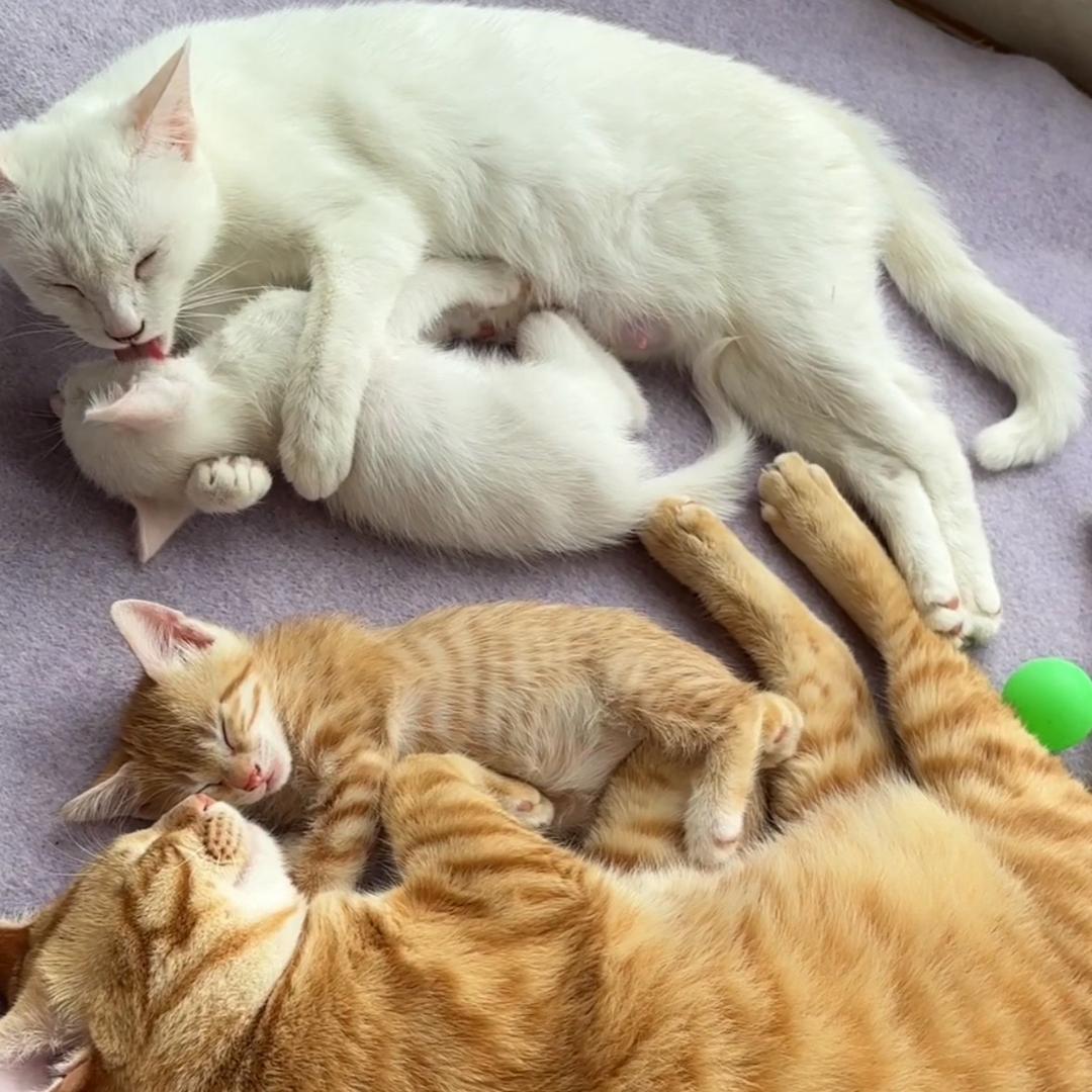 小猫有鱼(复制粘帖猫)