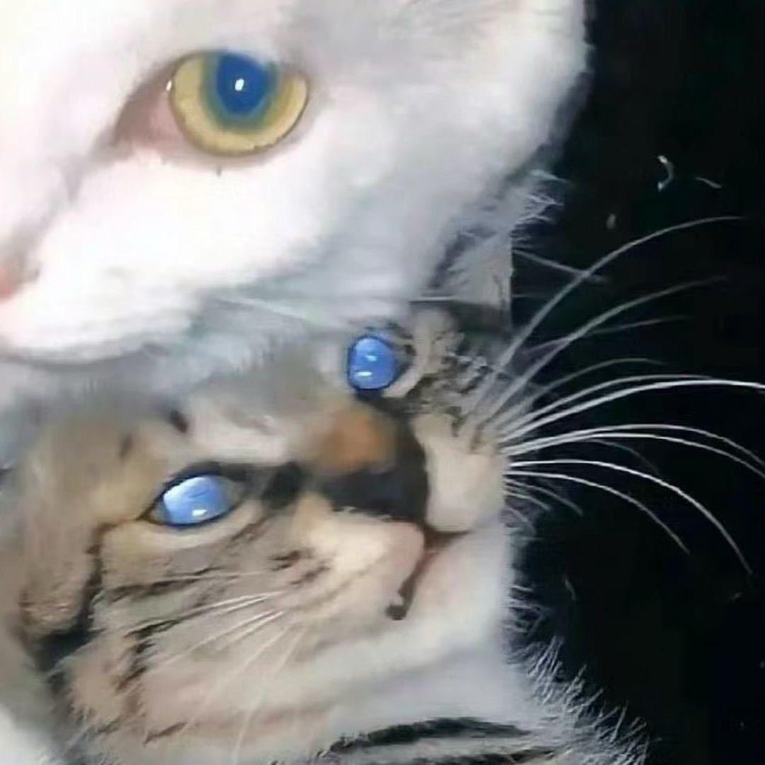 懒羊羊是大美女