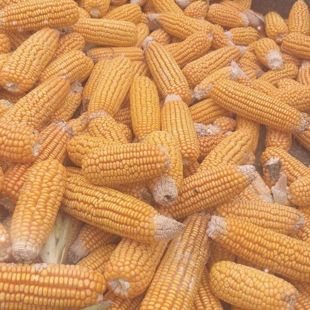 好丰收🌽