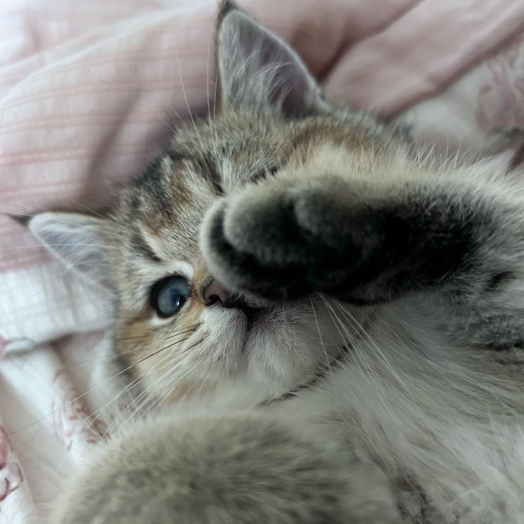 棒