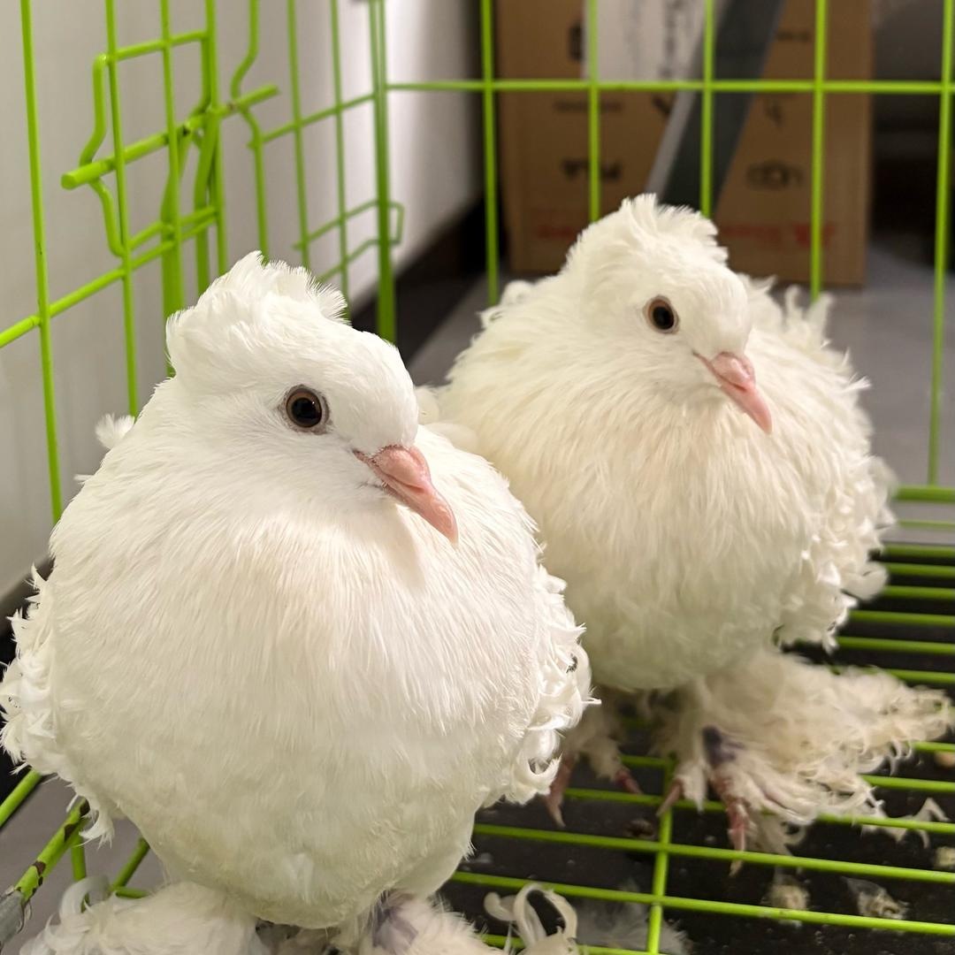 鹦你而来🦜