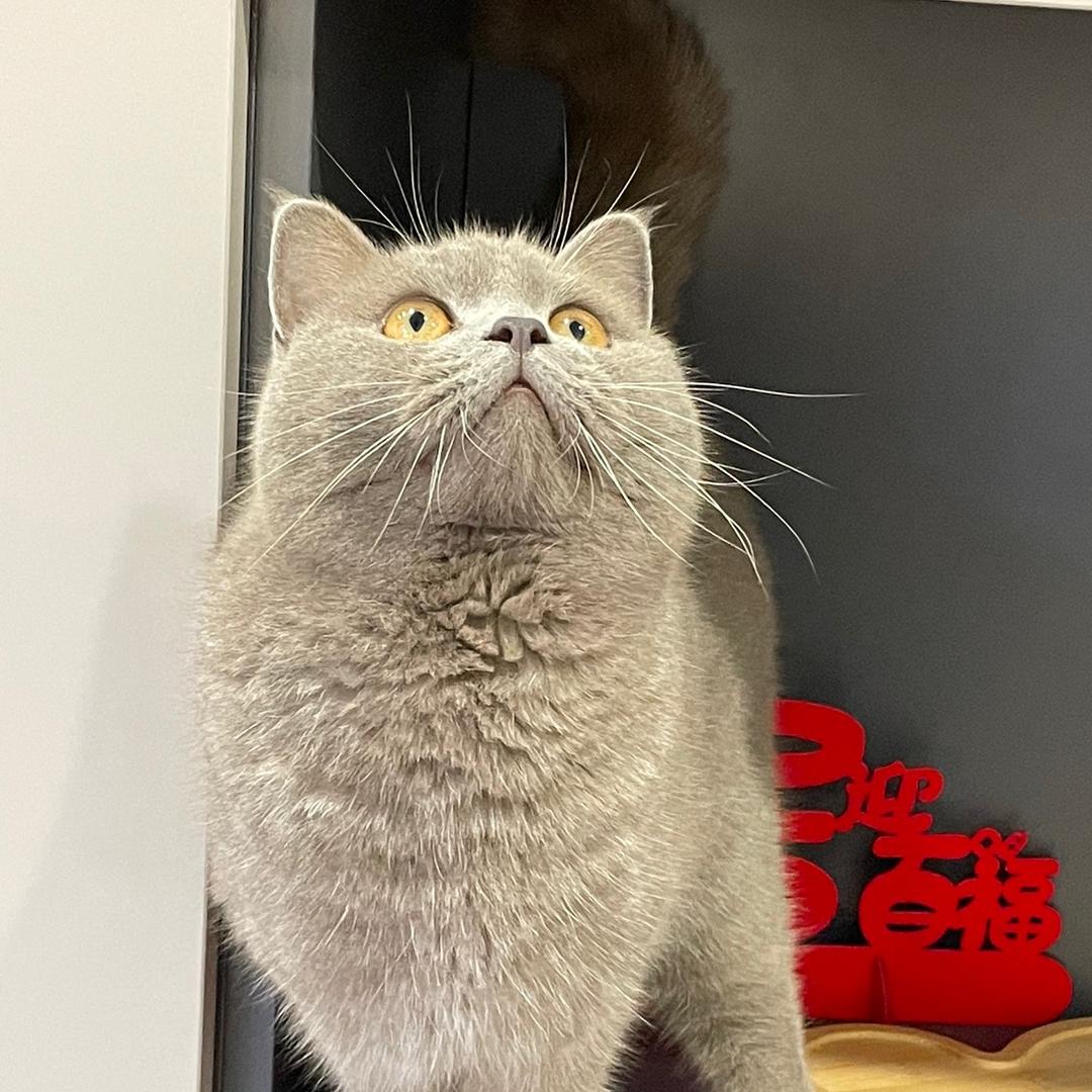 网兜兜的豆
