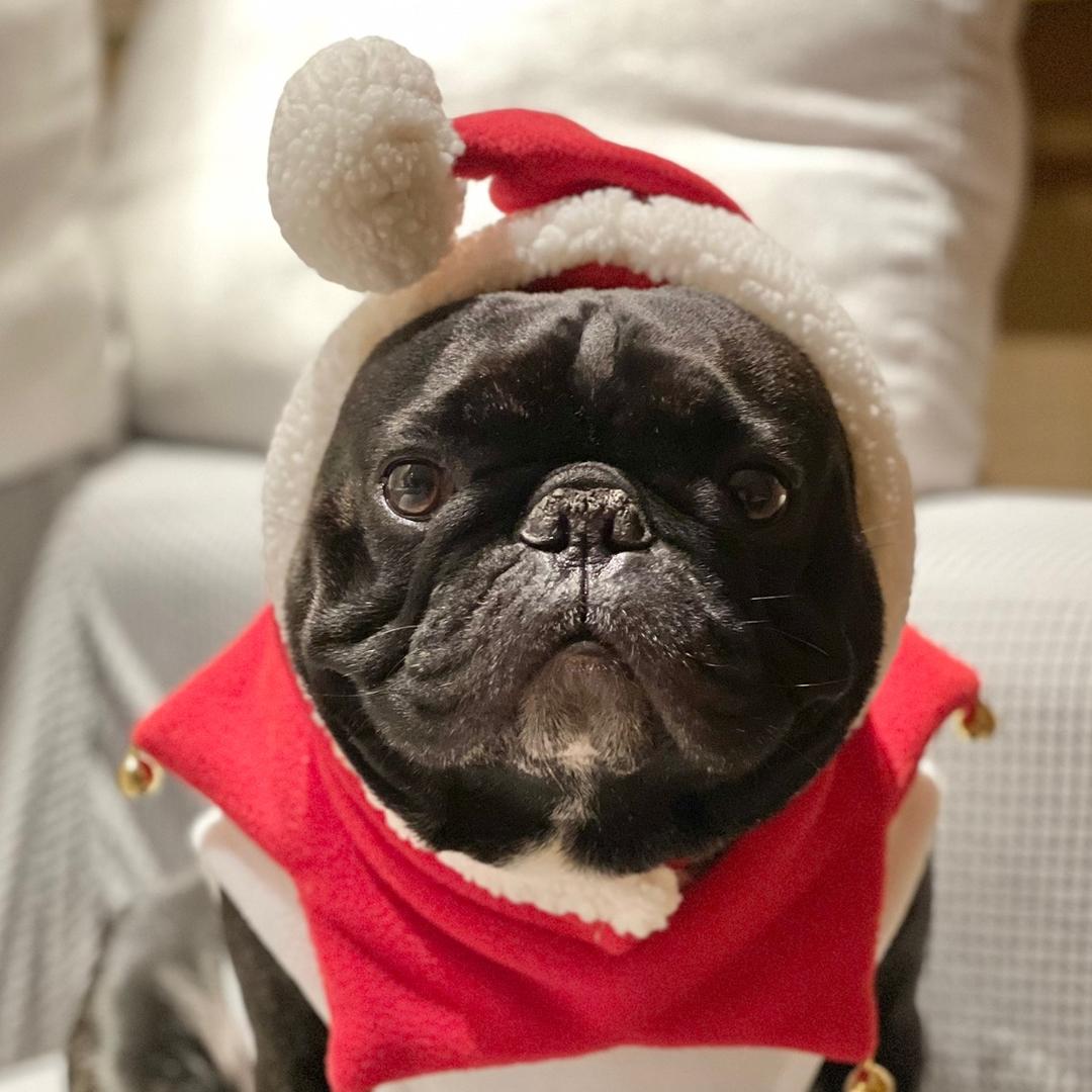 小法猪duang宝❤️