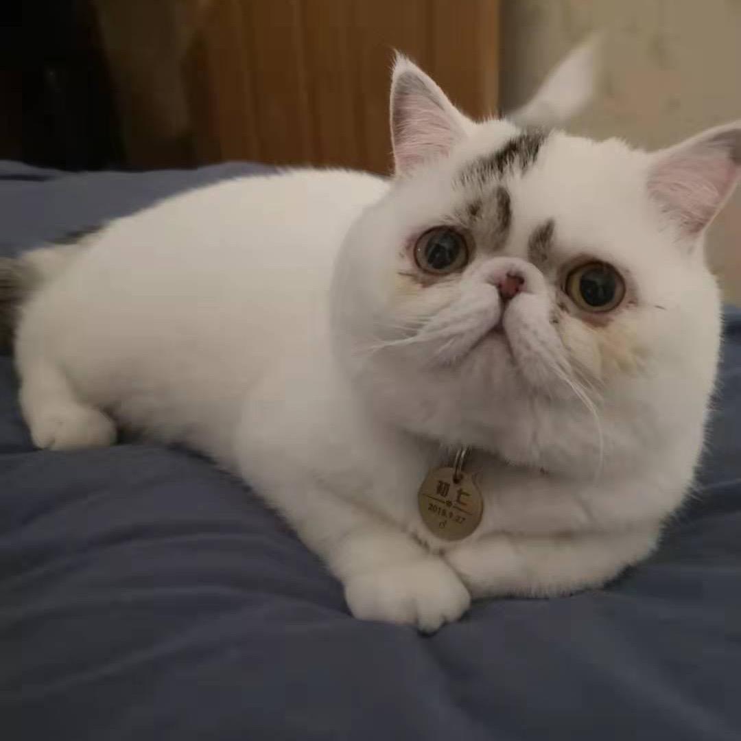 猫猫虫。/•᷅•᷄\୭