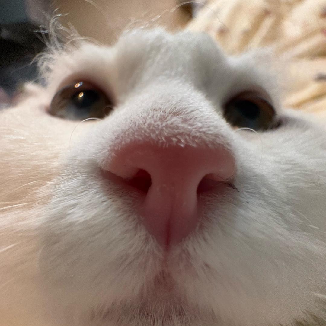 Cinnti