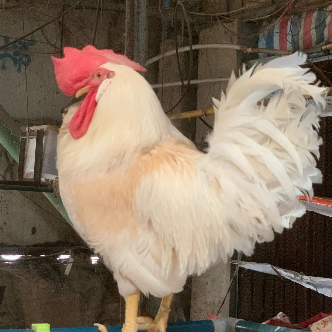 婷婷养鸡日记🐔