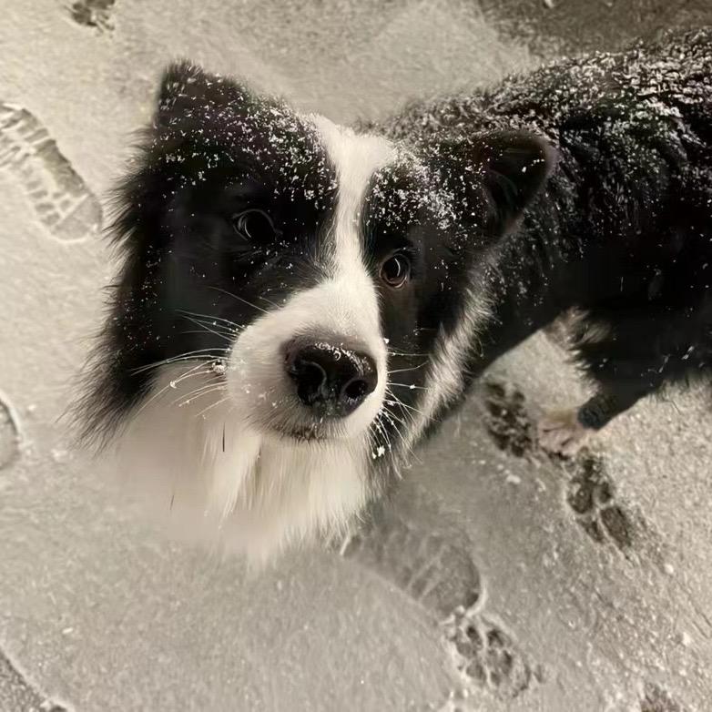 小黑的中介日记