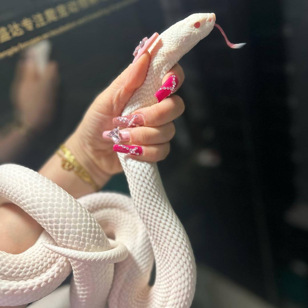 雾雾爬宠馆