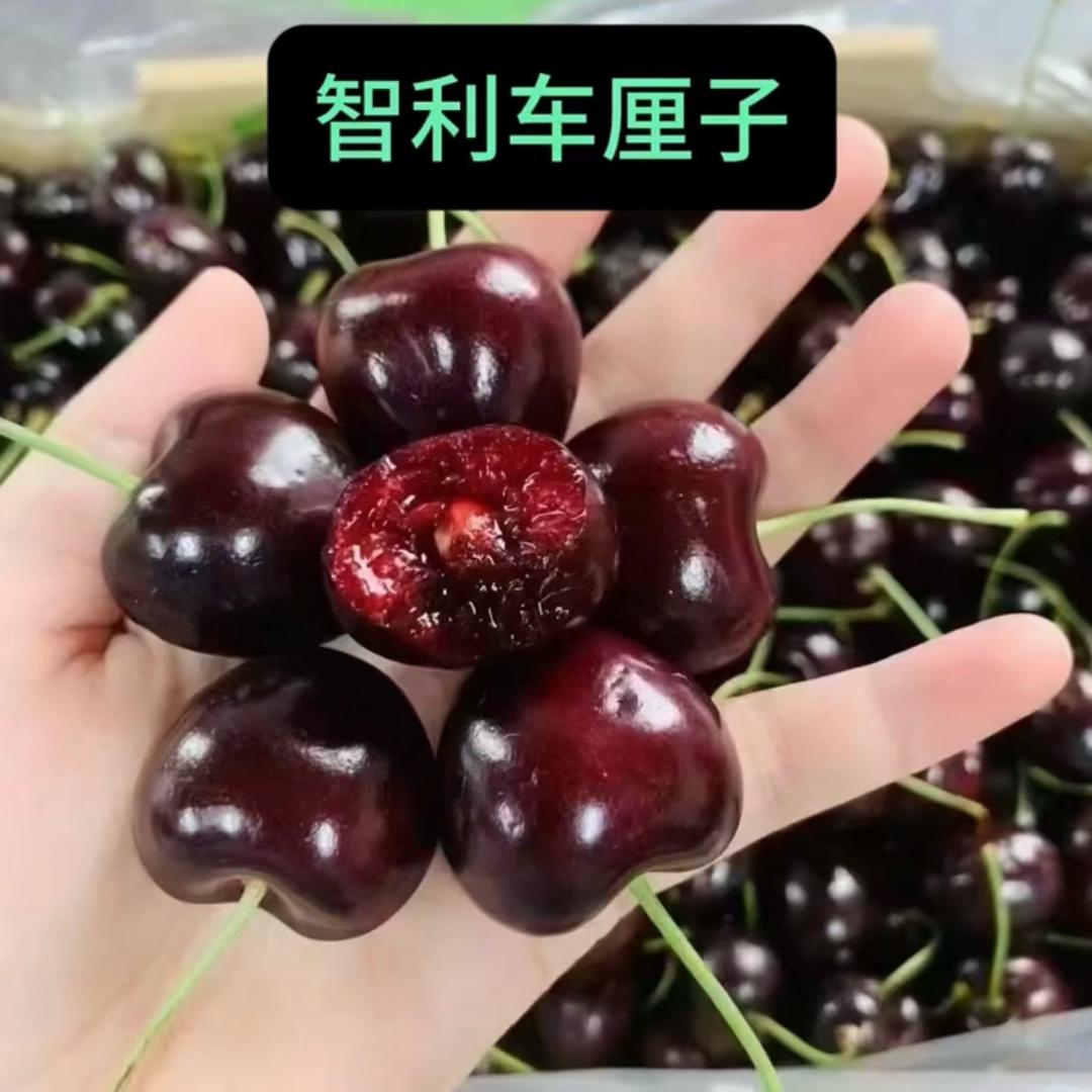 莫莉－智利车厘子、榴莲