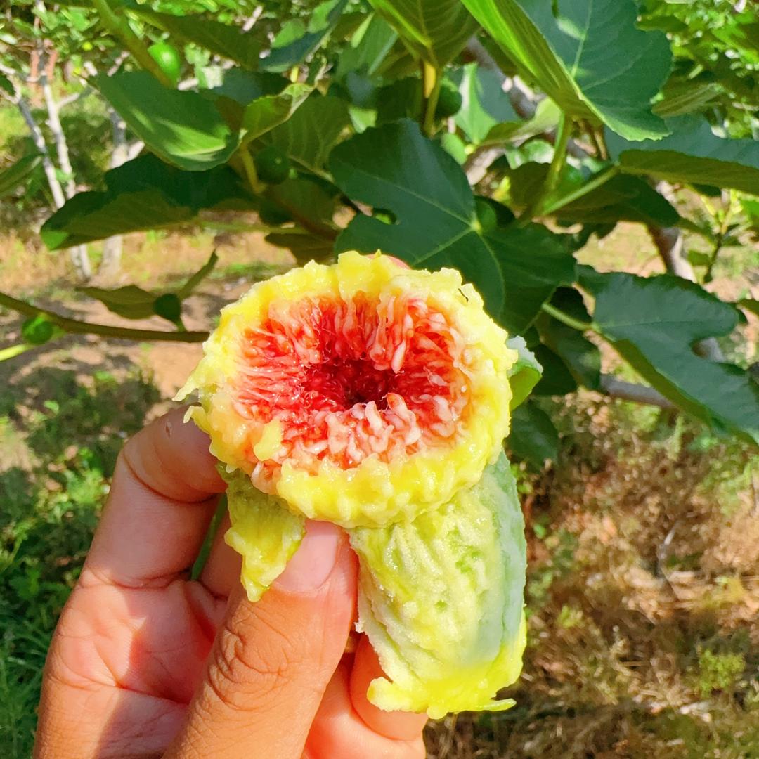 乐客28生态农场（小鱼家）