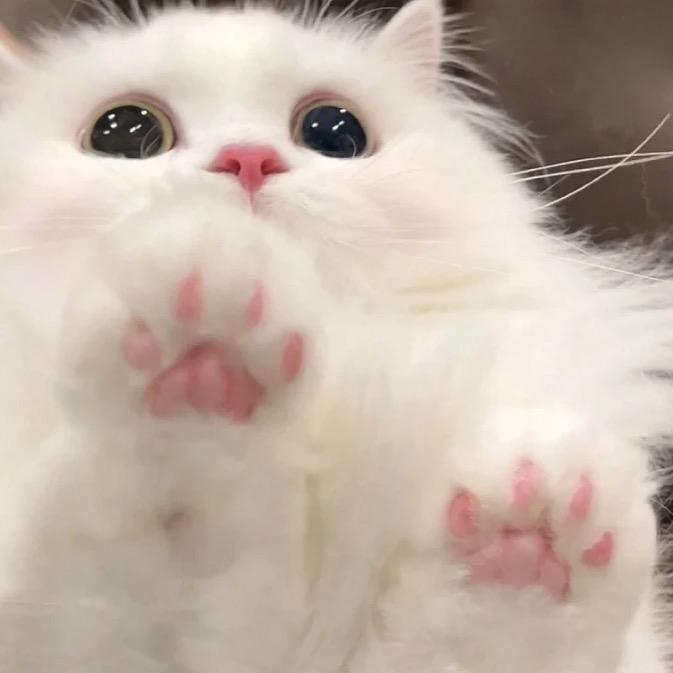 泡椒猪皮冻