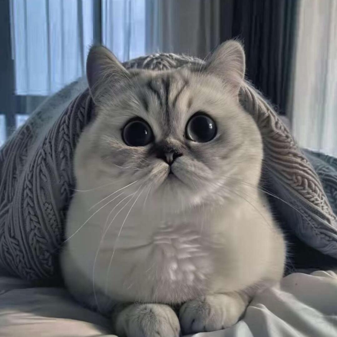 献静