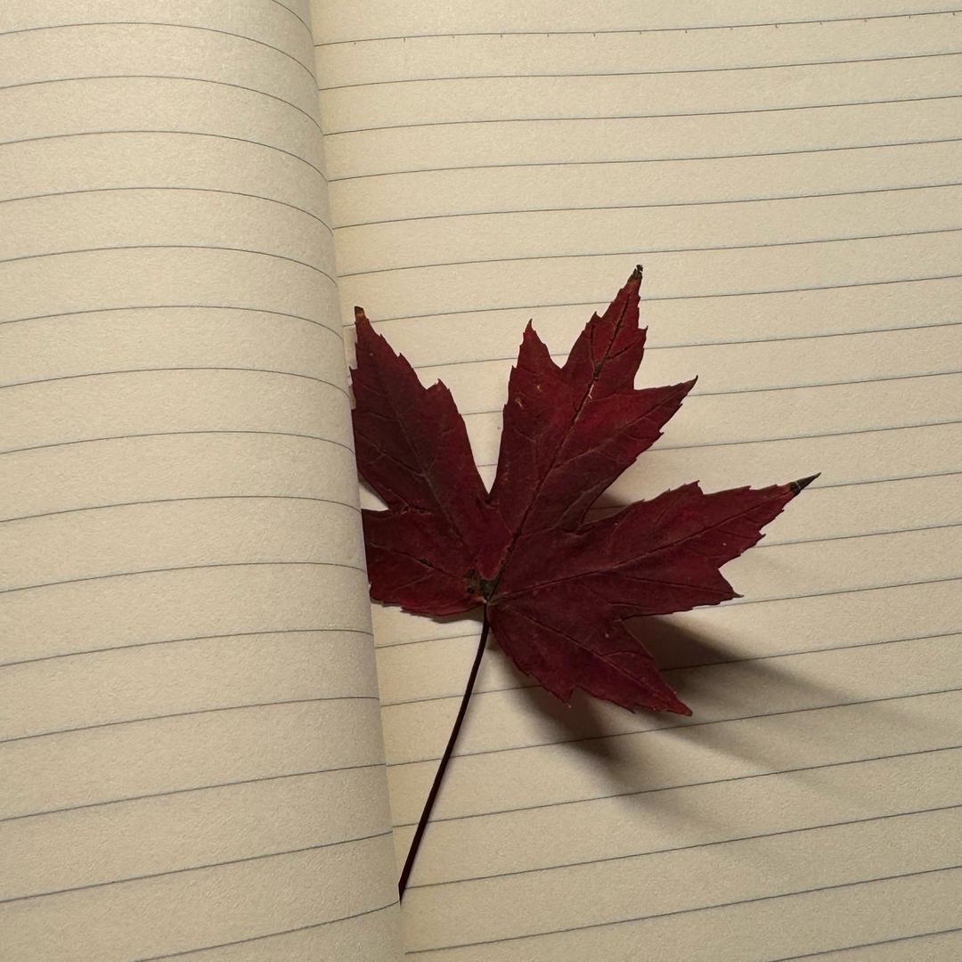 ₍•ʚ•₎•ʚ•₎•ʚ•₎