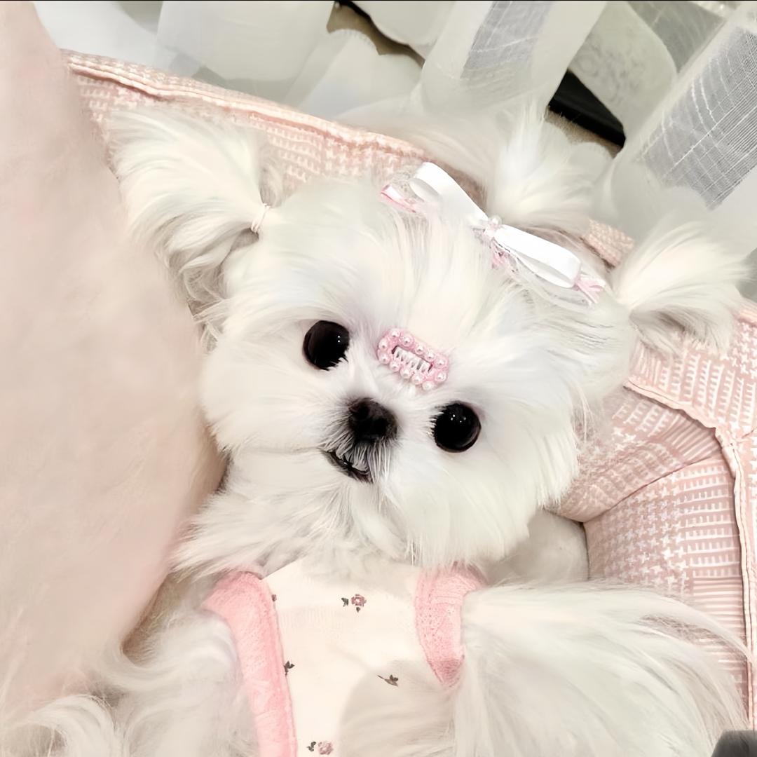 肘子酱