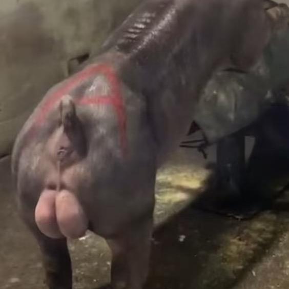 育种级种猪繁育猪场（龙腾）