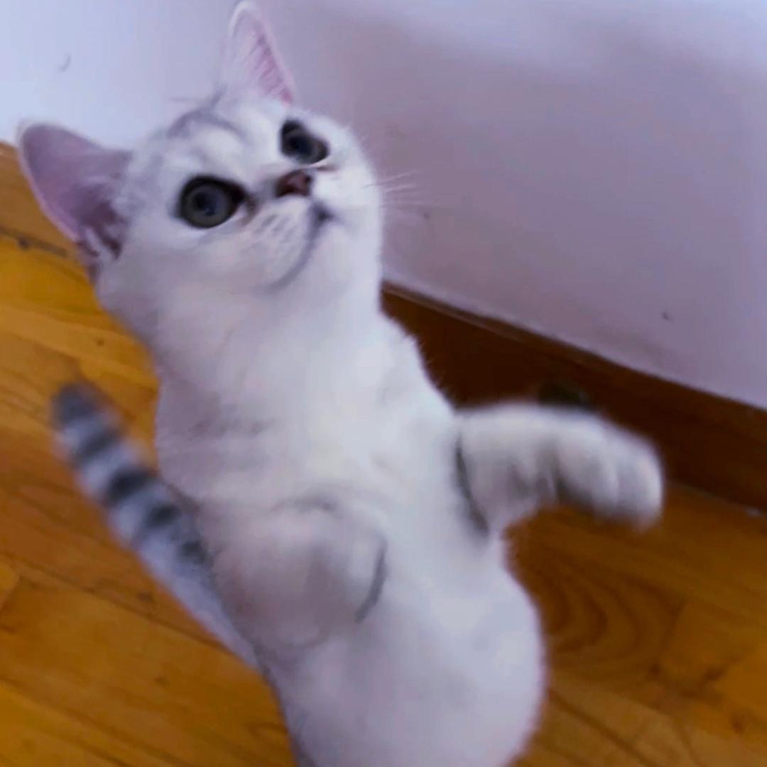 徐多猫
