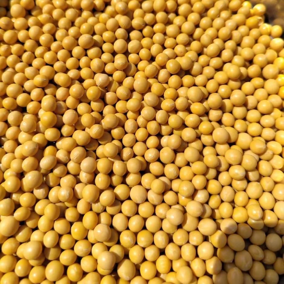 黑龙江海伦丽影豆业