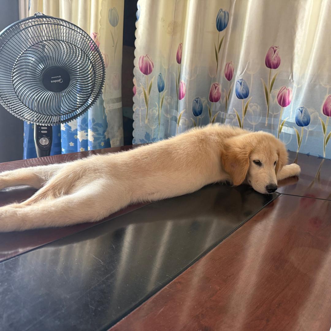 草根王子