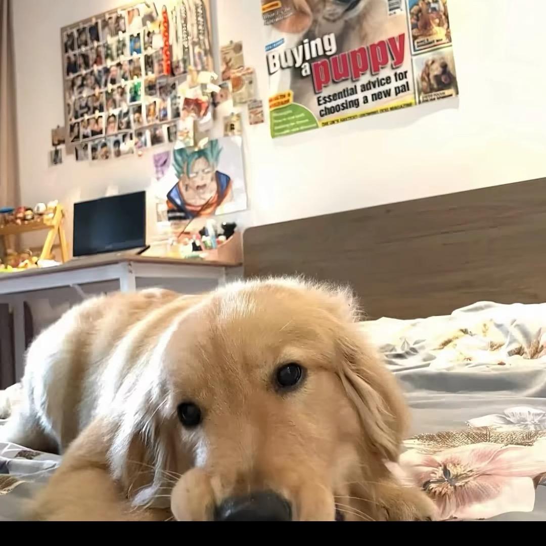 华住会酒店推荐官-粥粥