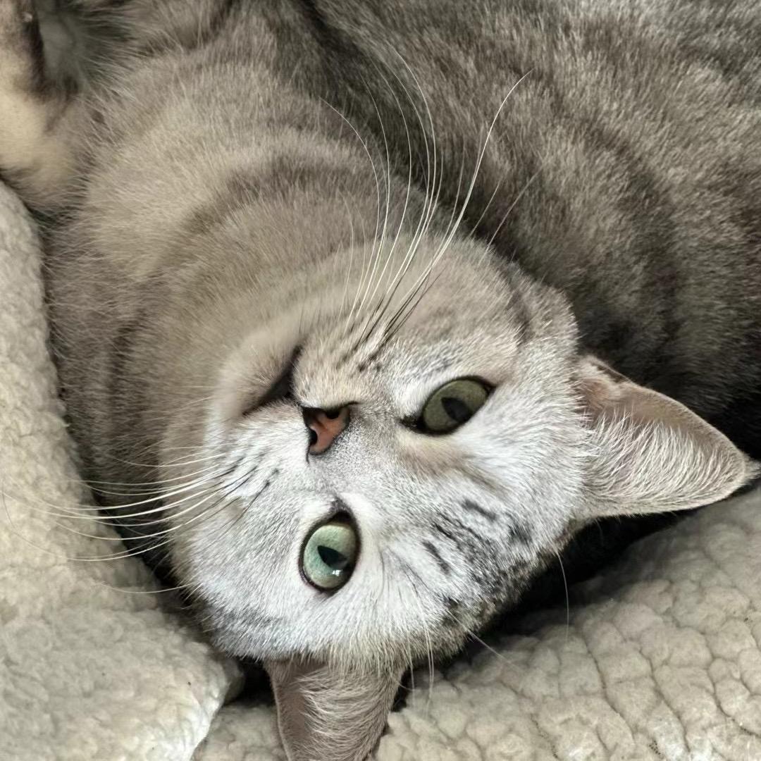 虎斑猫咪王-端午🐈