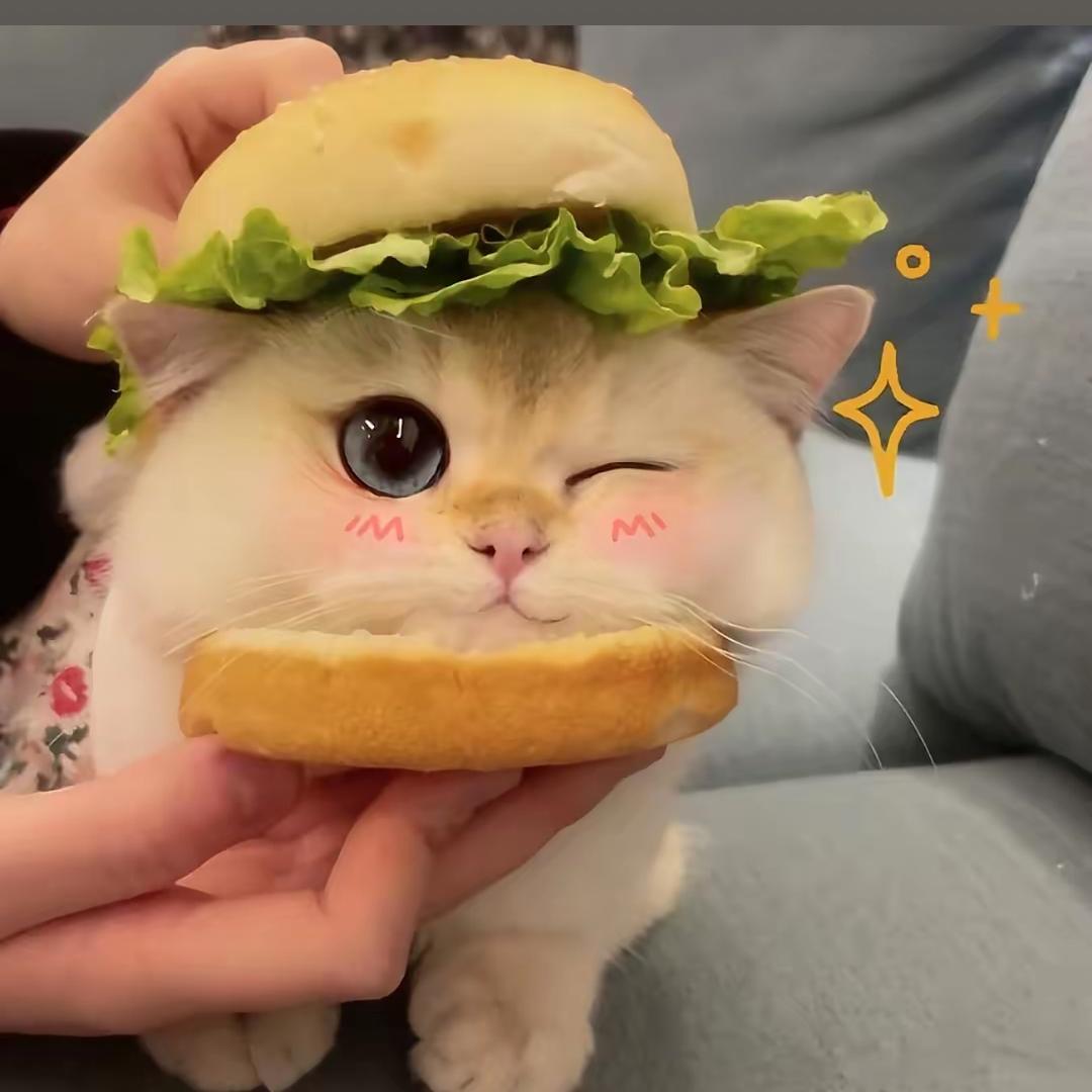 爱吃🍔的小🐟