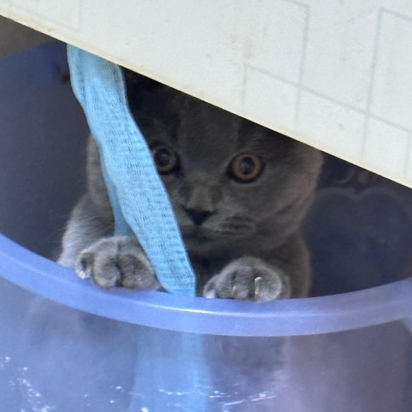 草莓猫猫的日常🍓