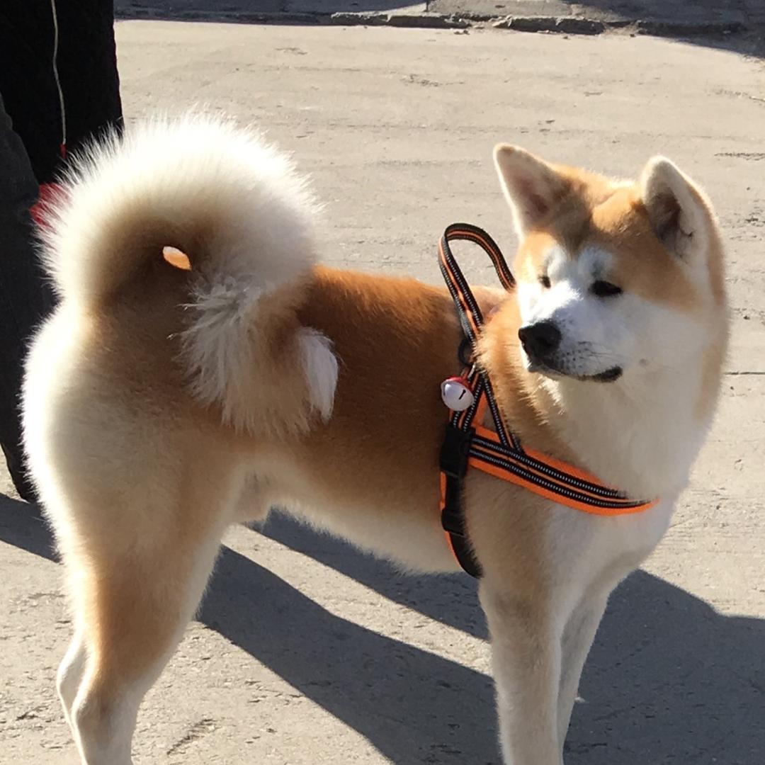旺仔是秋田