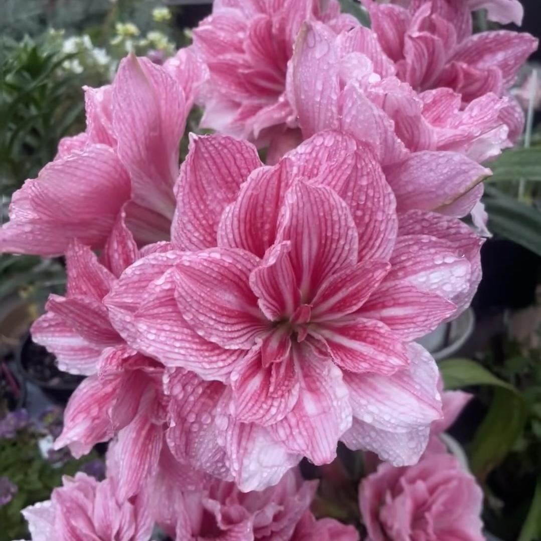 花满堂朱顶红