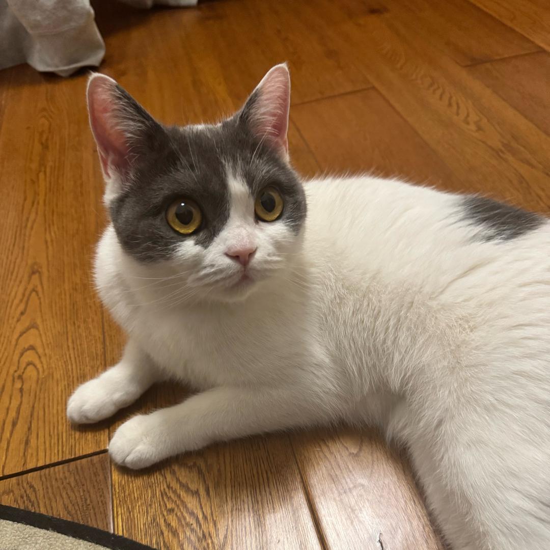 大啾一家爱恨情仇