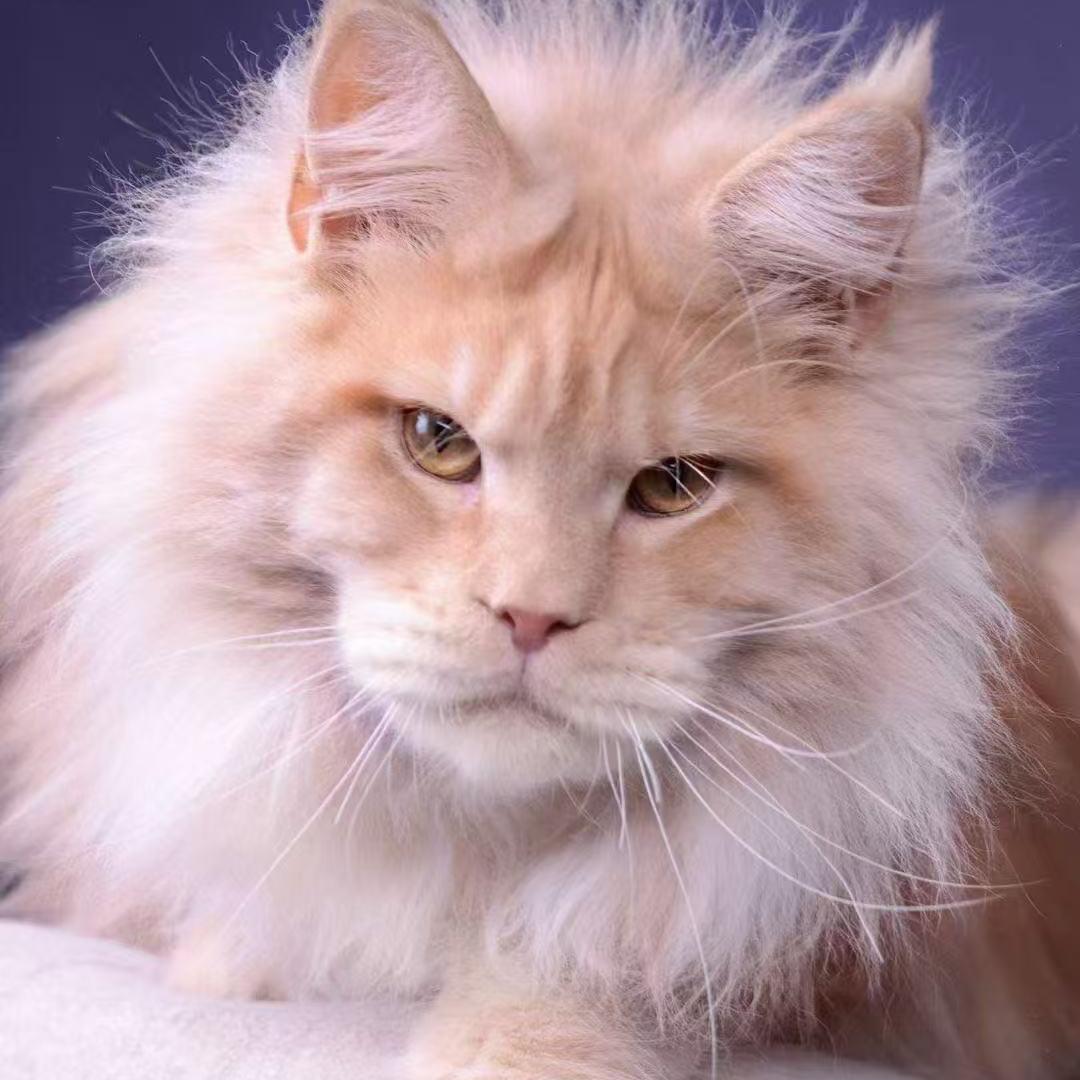 赵老师的缅因猫
