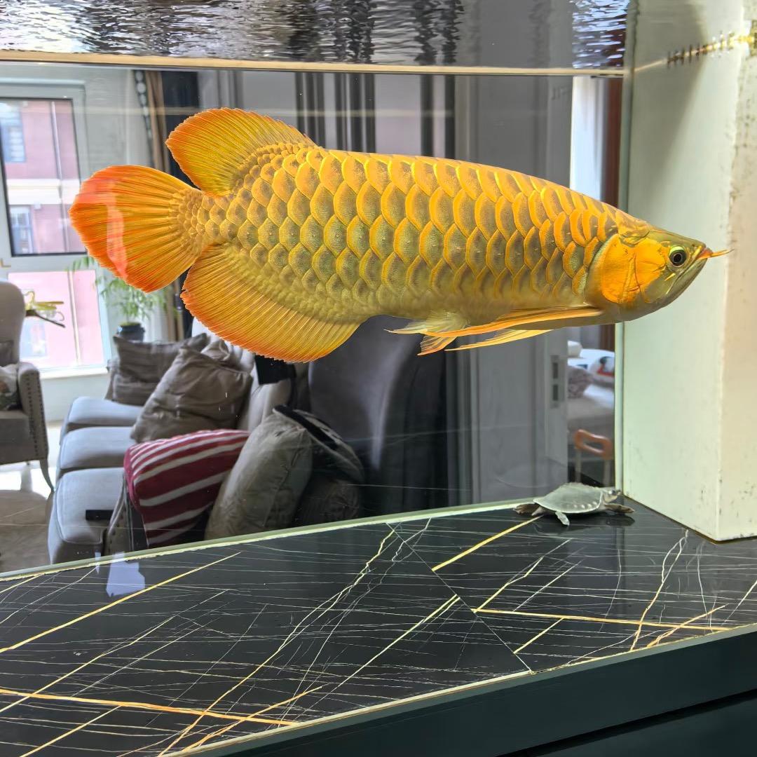 爱养鱼的王多鱼