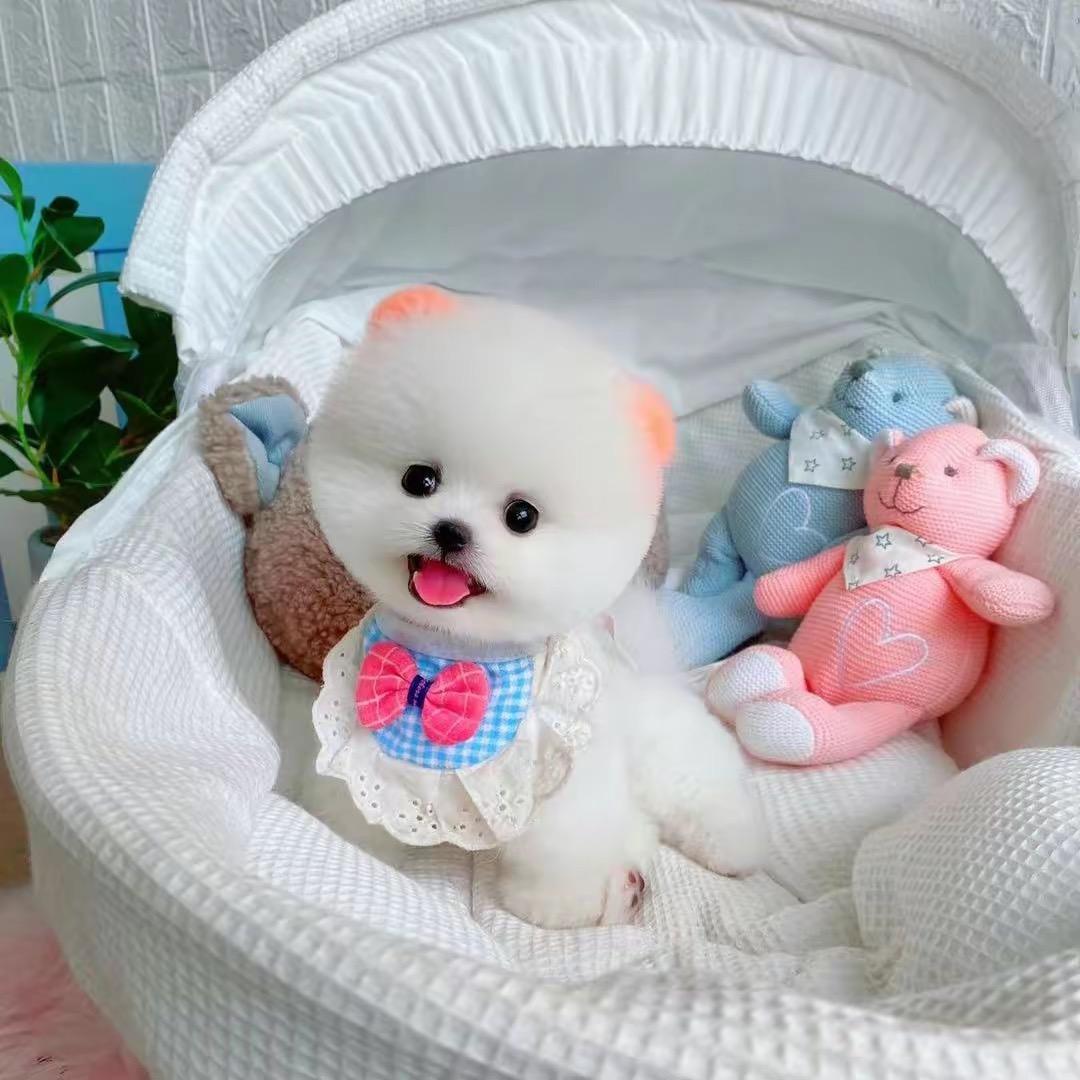 萌娴小宠