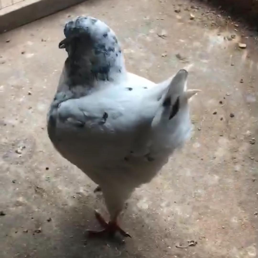 良心鸽舍