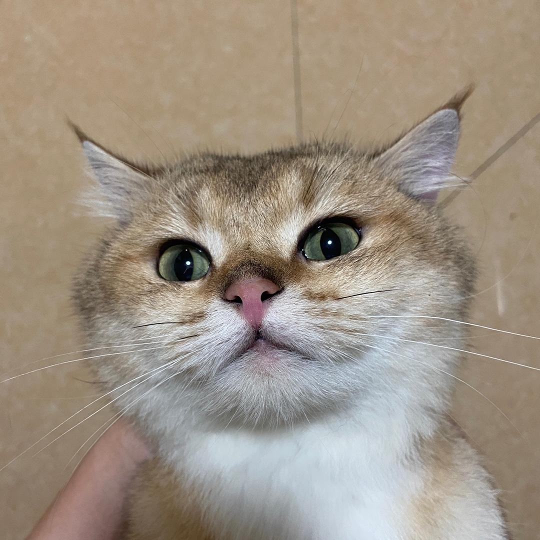 棒槌是只猫