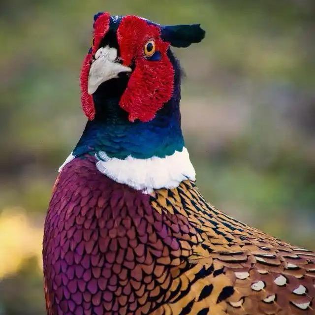 辉辉七彩山鸡养殖场2