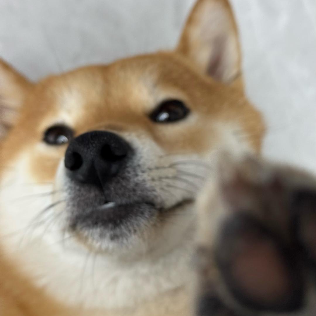 柴桑的相册