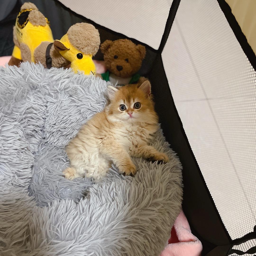 小猫无敌（售猫）
