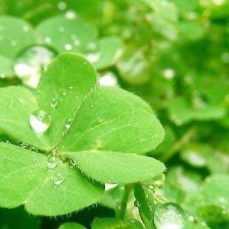 执念，四叶草🍀