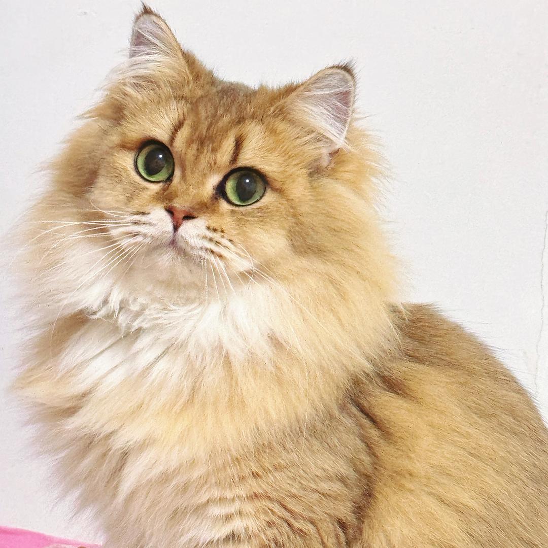 秋秋（小猫找家）