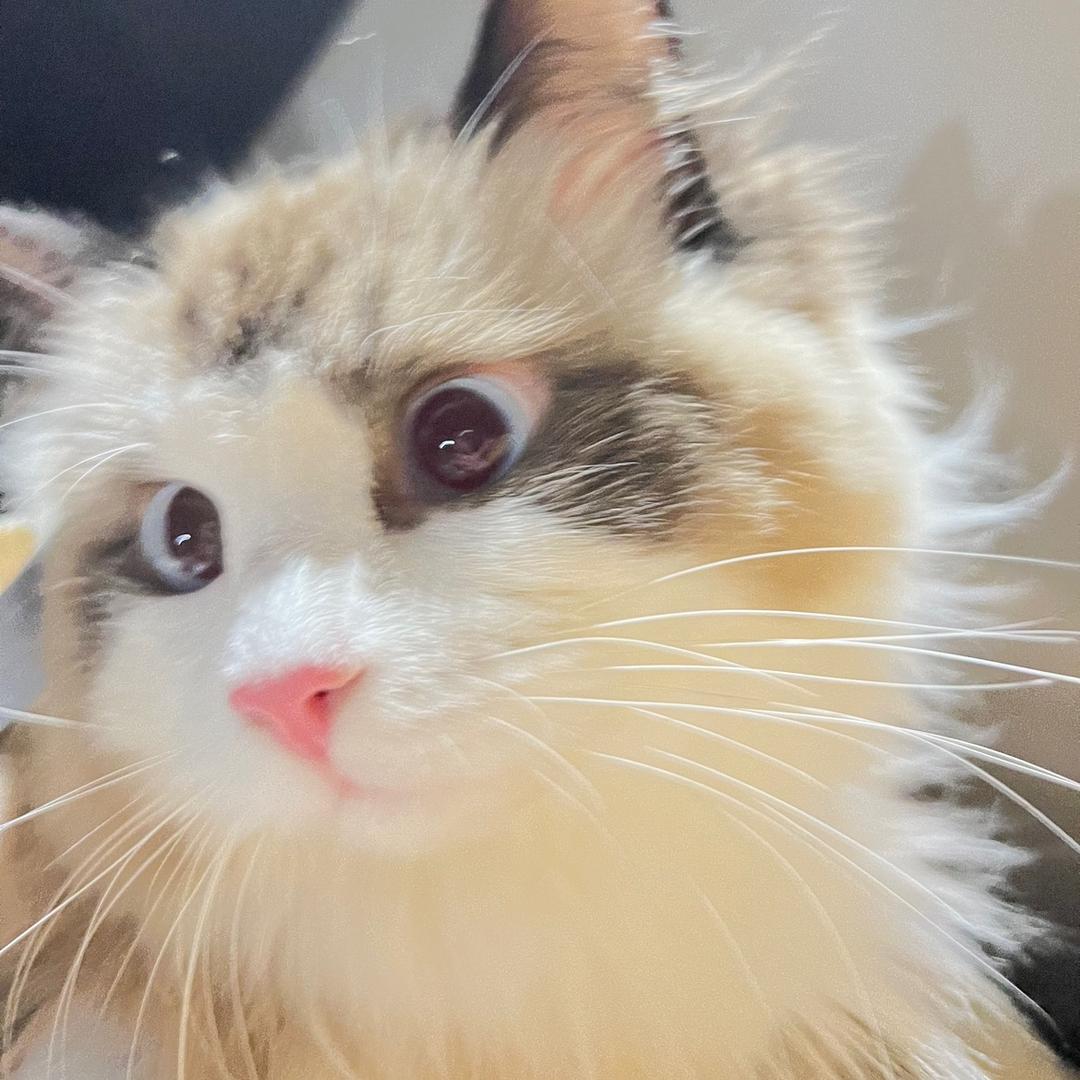 二猫拼好脑