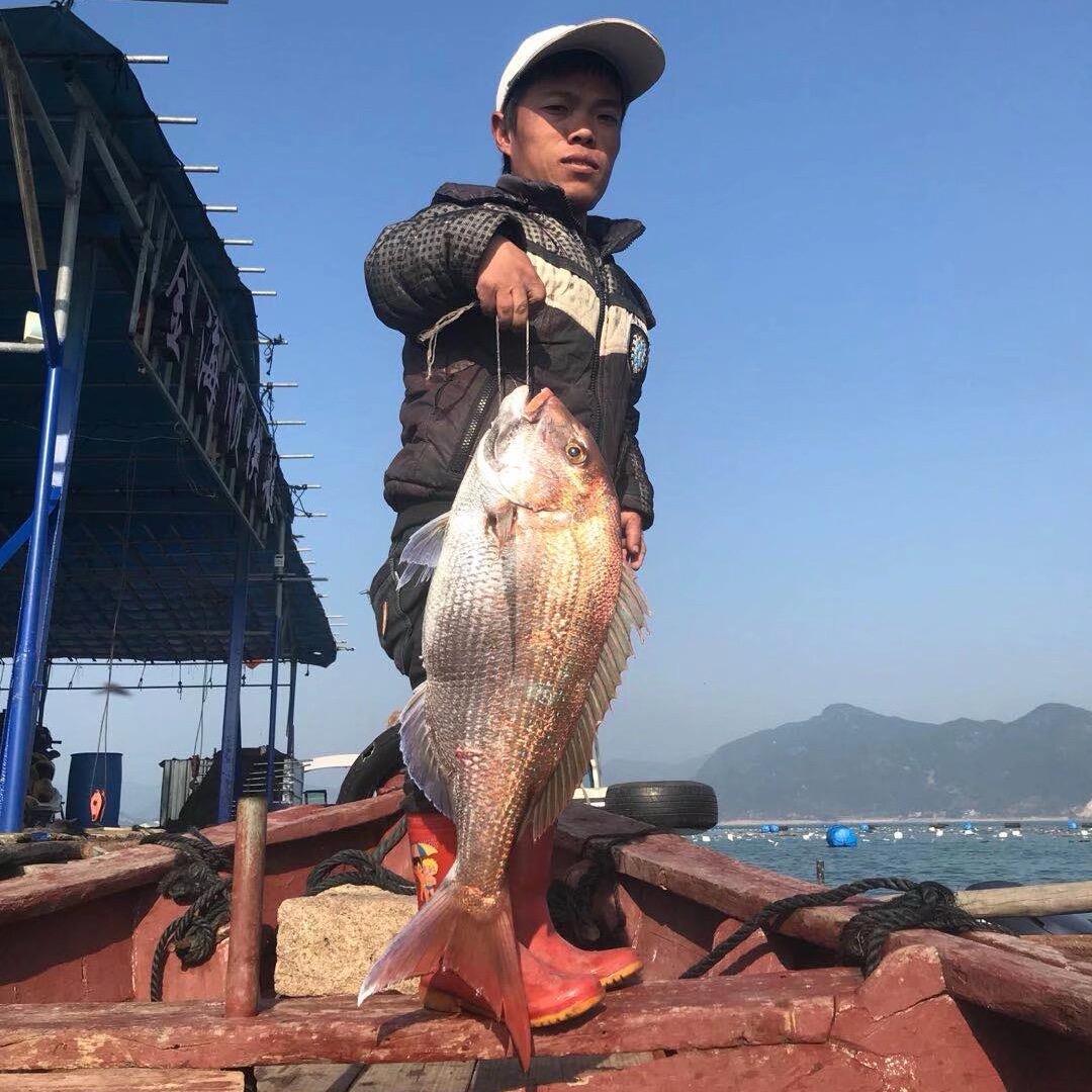 （霞浦海钓）小鱼人阿晶